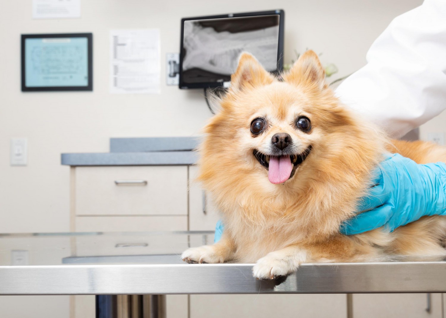 Dog Preparing for Microchip